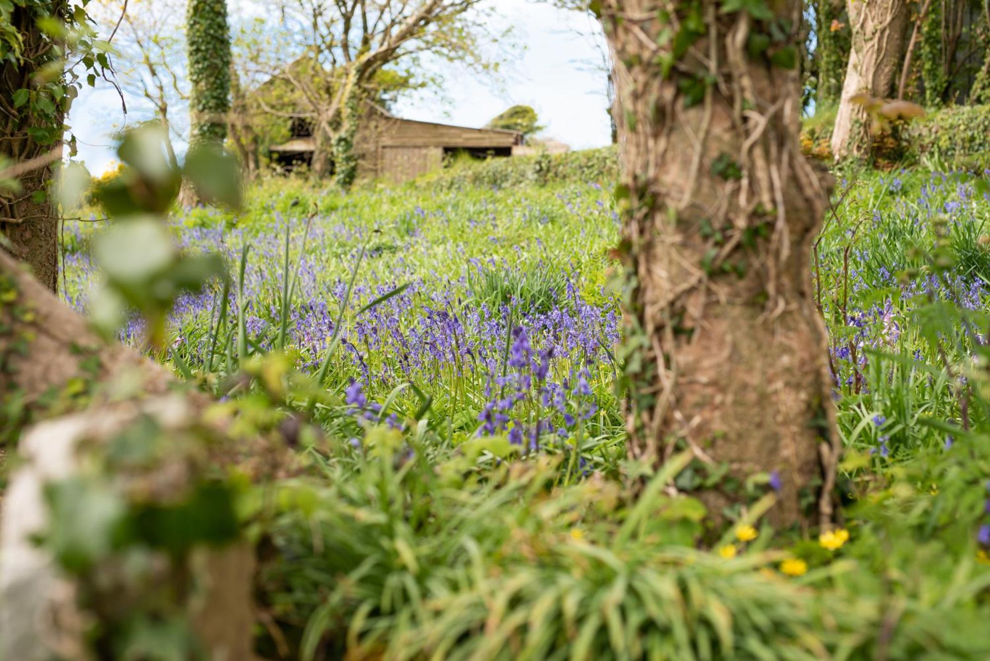 Timber Hill Self Catering Cedar Lodges Broad Haven Kültér fotó